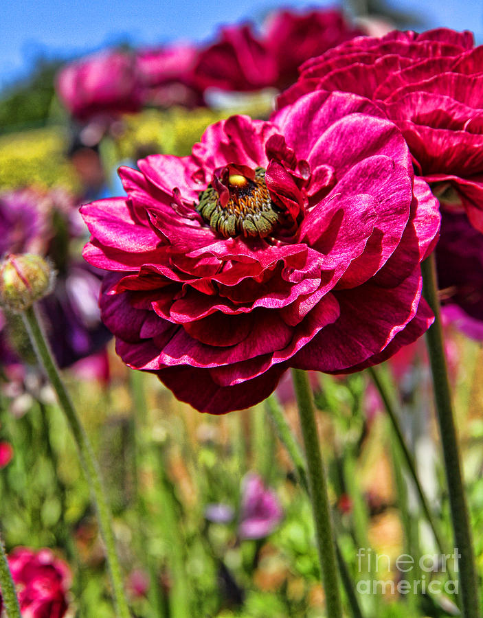 Carlsbad Photograph - Tecolote Ranunculus Flowers By Diana Sainz by Diana Raquel Sainz