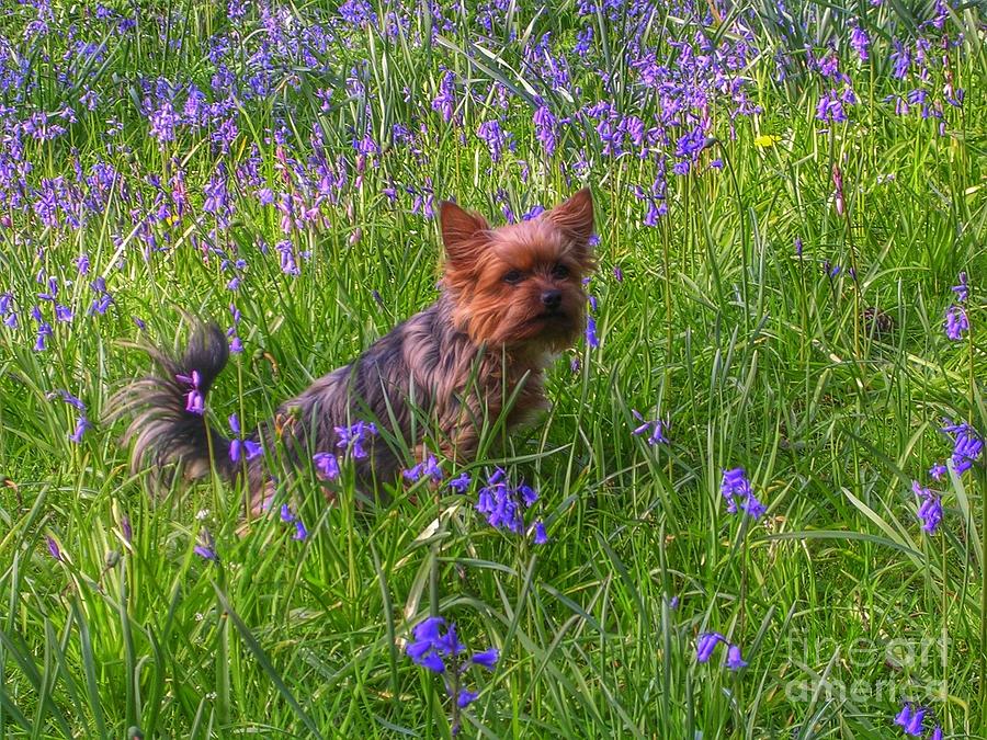 Teddy Amongst The Bluebells Photograph by Joan-Violet Stretch