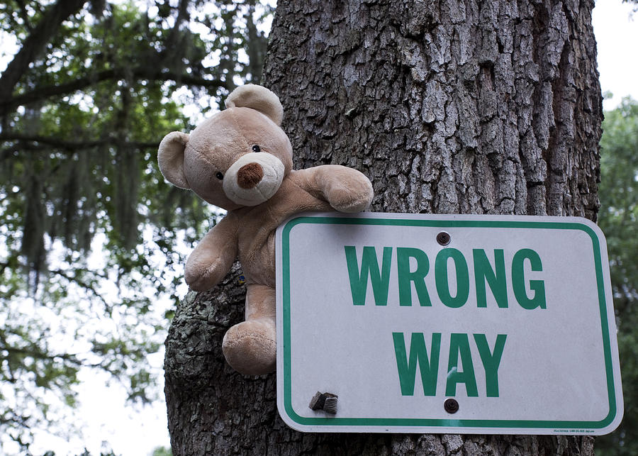 teddy bear 4