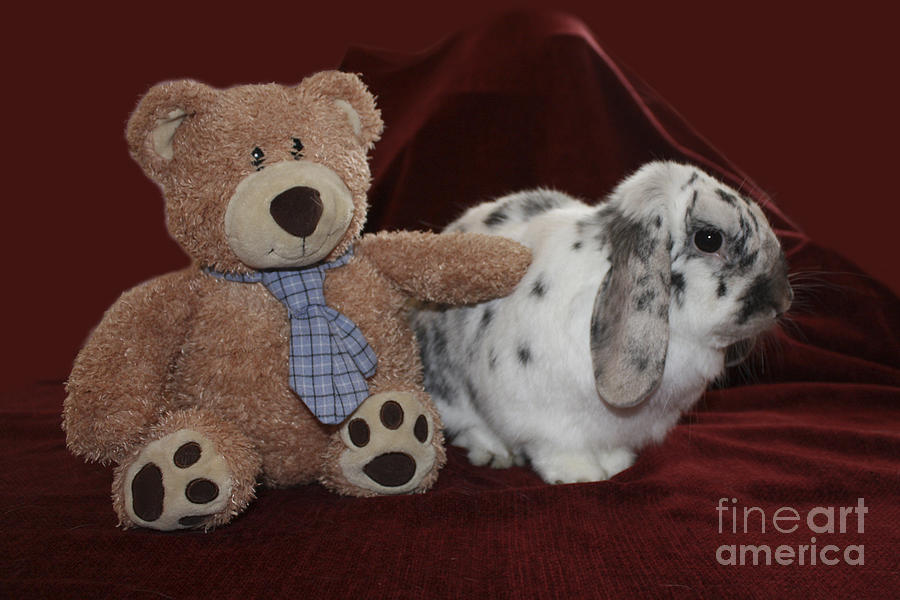 Teddy Bear and Bunny Rabbit Photograph by Terri Waters