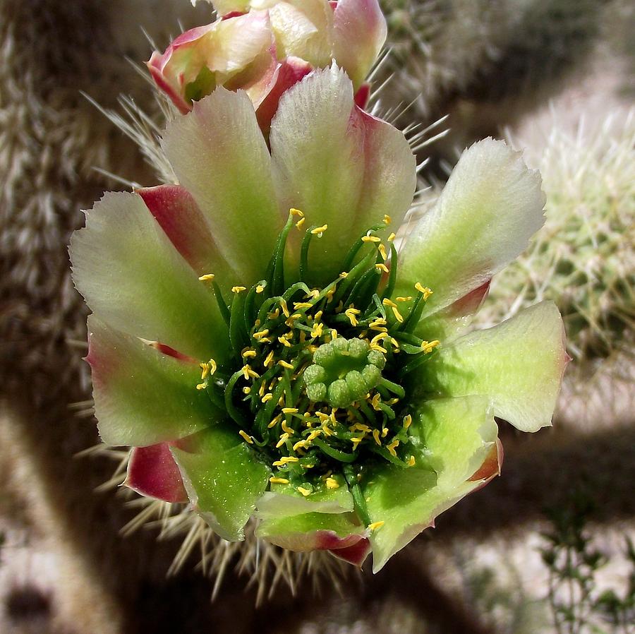 Teddy-bear Cactus Flower Photograph by Janelle Losoff