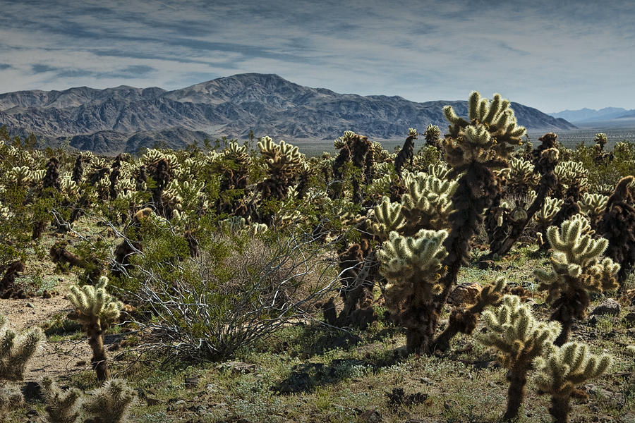 Joshua Tree National Park Photograph - Teddy Bear Cholla Cactus in California 0253 by Randall Nyhof