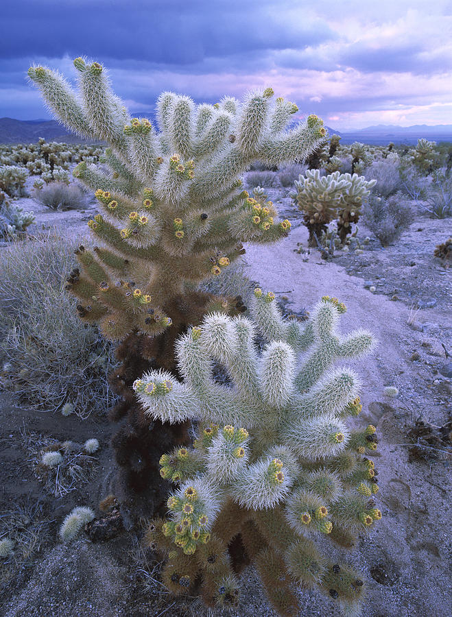 Teddy Bear Cholla Catus Blooming Photograph by Tim Fitzharris