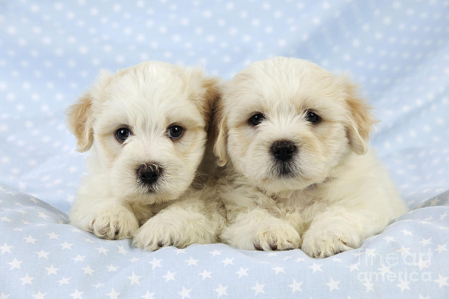 white teddy bear puppies