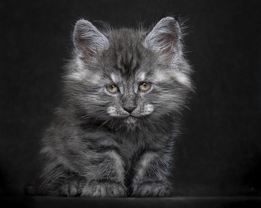 grey teddy bear cat