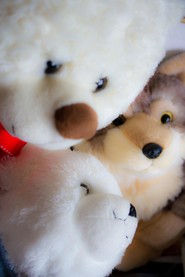 Teddy Bears - Foxes - Stuffed Animals Photograph by Marie Jamieson