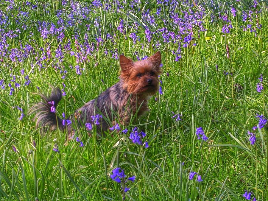 Teddy the Yorkie in The Bluebells Photograph by Joan-Violet Stretch