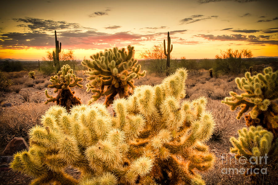 Teddybear Sunset Photograph by Cheyenne L Rouse - Fine Art America