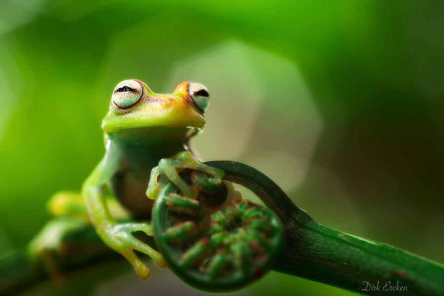 Jungle Photograph - tree frog Hypsiboas punctatus by Dirk Ercken