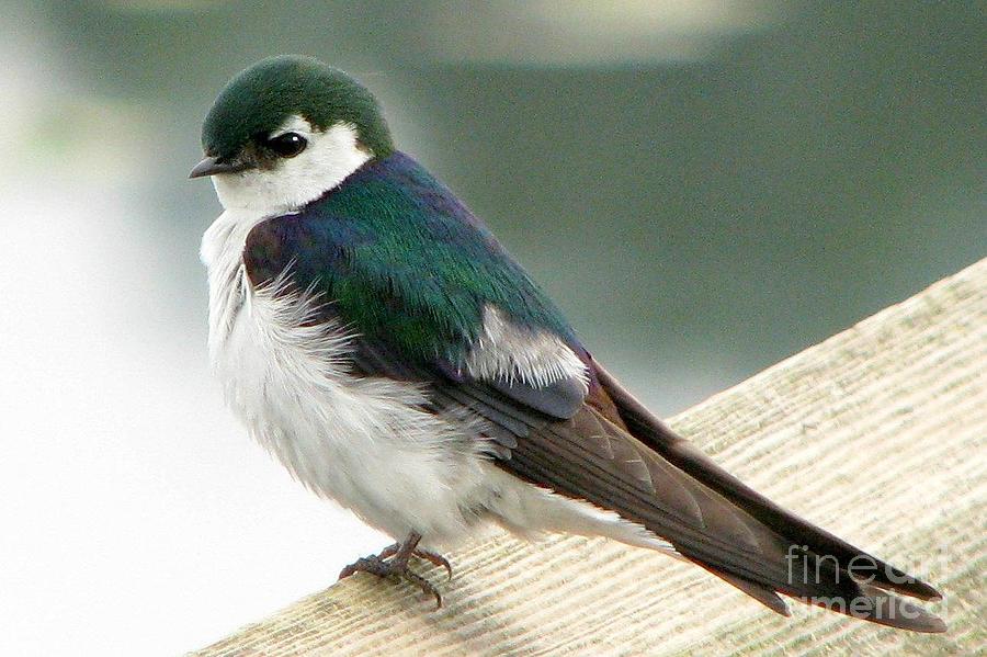Swallow Photograph - Violet-green swallow #2 by Frank Townsley