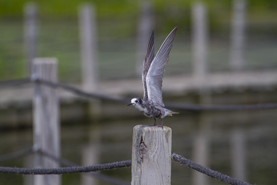 Teenage Black Tern Photograph