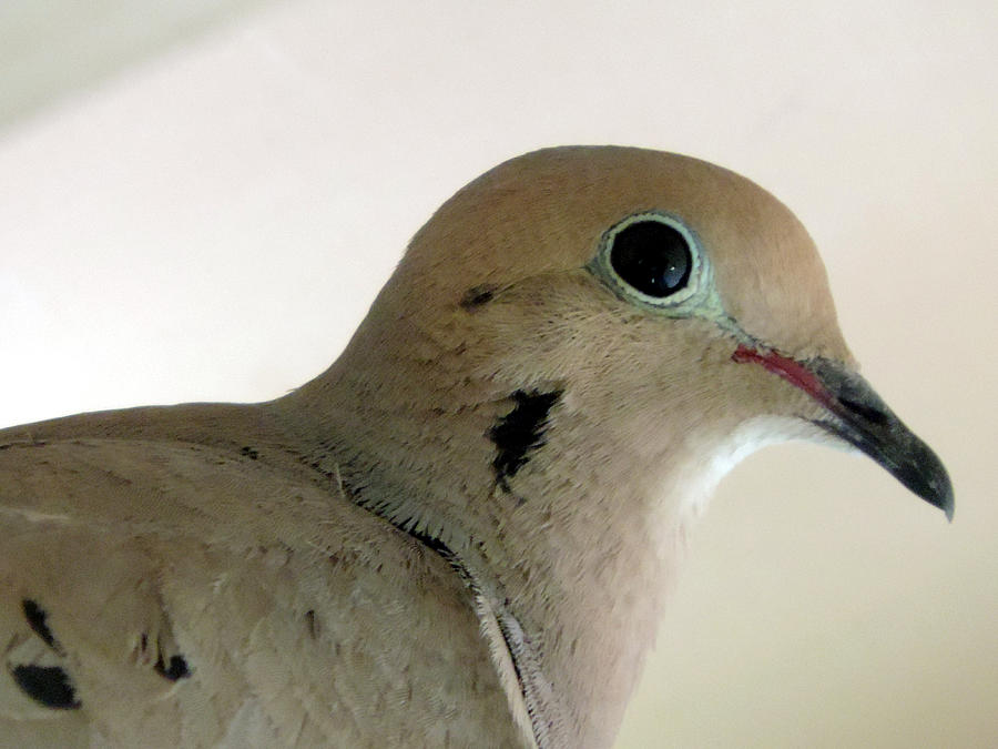 Teenage Dove Photograph by Eric Forster