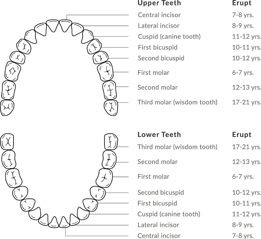 Tooth Number Chart