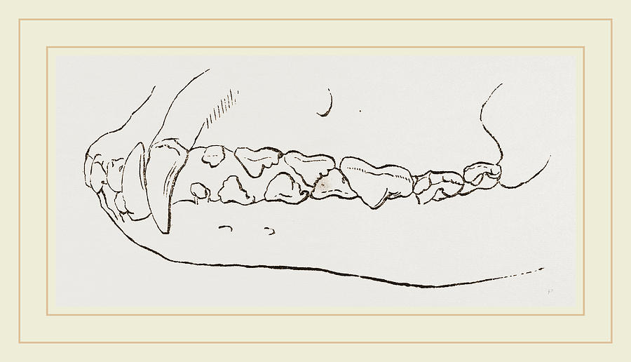 Teeth Of Dog Drawing by Litz Collection - Pixels