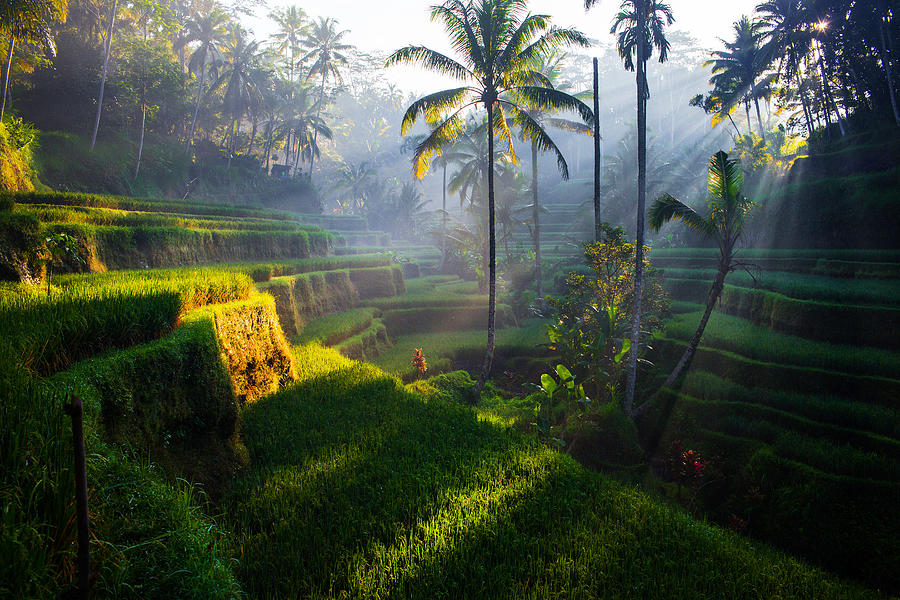 Tegallalang Rice terraces at sunrise Photograph by DKart