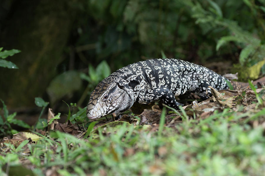 Tegu Lizard Photograph by Dr P. Marazzi/science Photo Library
