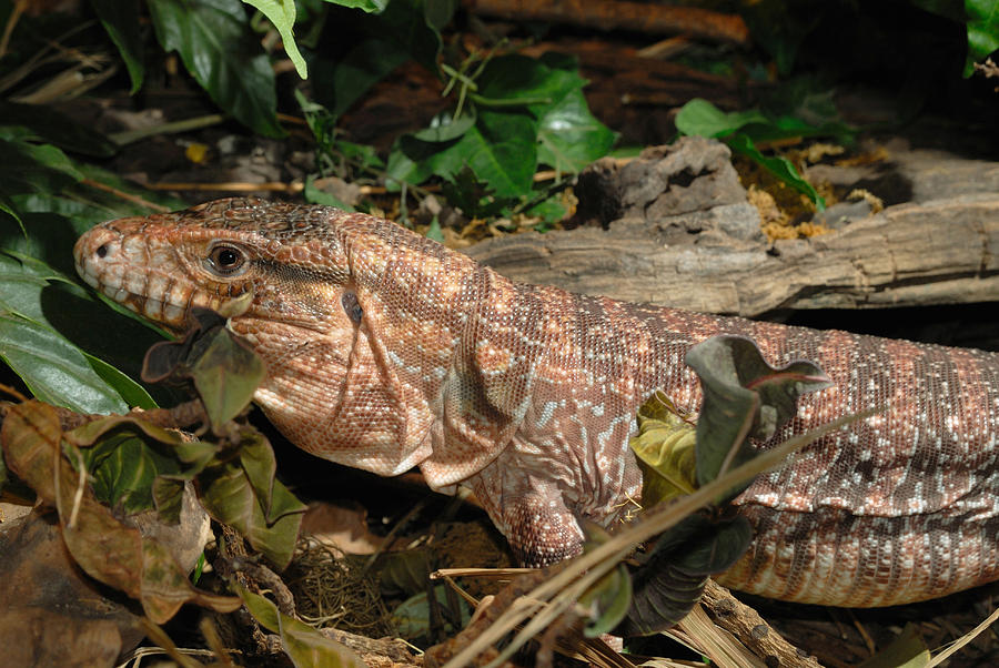 Tegu Lizard Photograph by John Mitchell