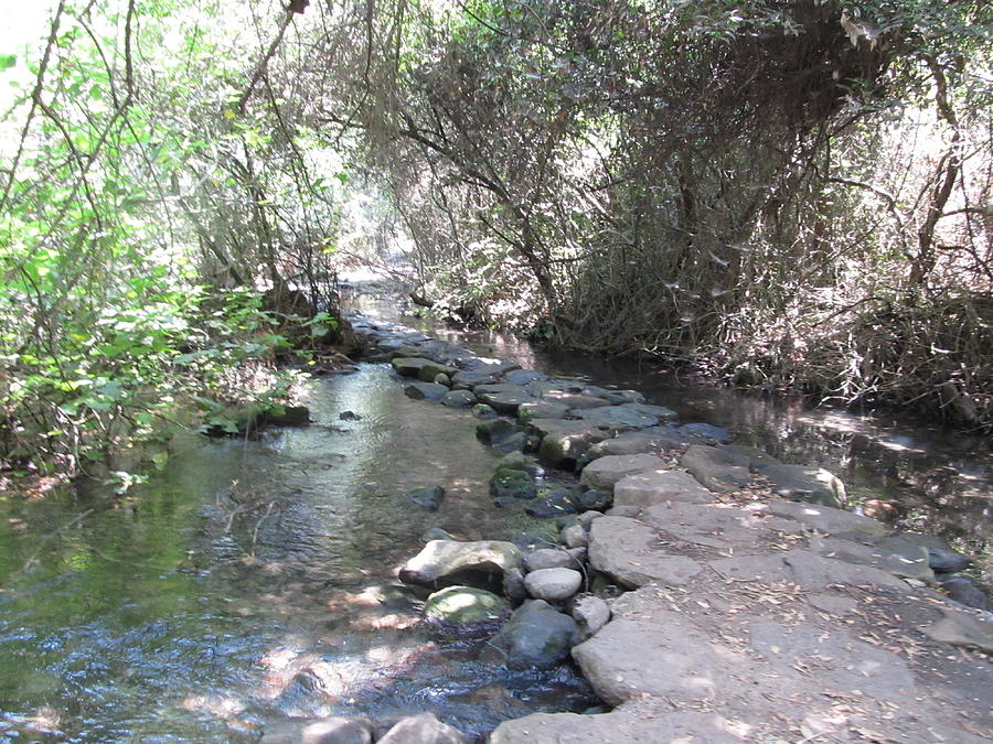 Tel Dan Stepping Stones Photograph by Esther Newman-Cohen