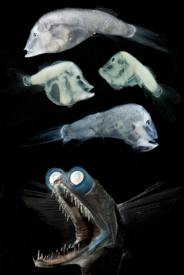 Telescopefish Gigantura Sp. Life Stages Photograph by Dant Fenolio