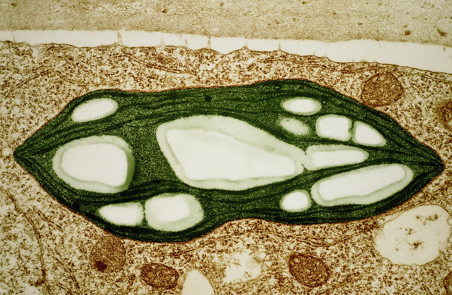 Tem Photograph - Tem Of A Chloroplast From A Moss by Dr.jeremy Burgess/science Photo Library