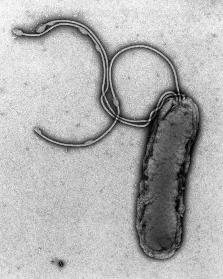 Helicobacter Pylori Photograph - Tem Of A Helicobacter Pylori Bacterium by A. Dowsett, Public Health England/science Photo Library