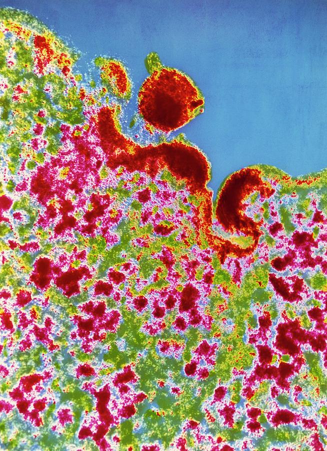 Tem Of Aids Virus Photograph by Cnri/science Photo Library