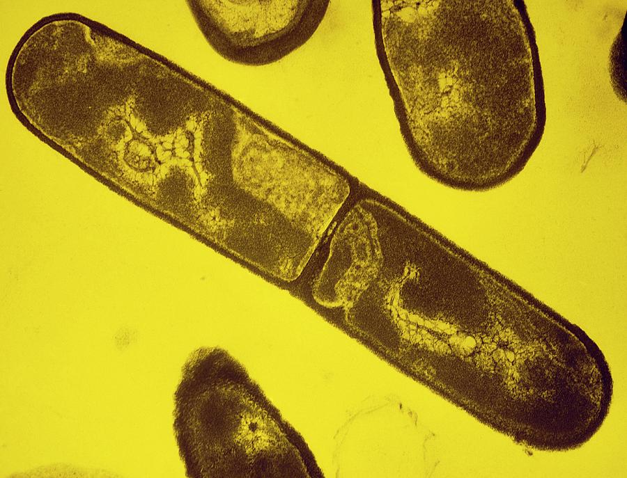 Tem Of Bacillus Subtilis Bacterium Photograph by Dr Tony Brain/science Photo Library