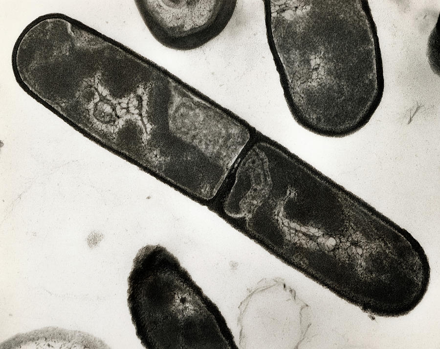 Tem Of Bacillus Subtilis Bacterium Photograph by Dr.tony Brain/science Photo Library