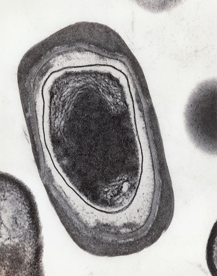Tem Of Bacillus Subtilis Bacterium Endospore Photograph by Dr.tony Brain/science Photo Library