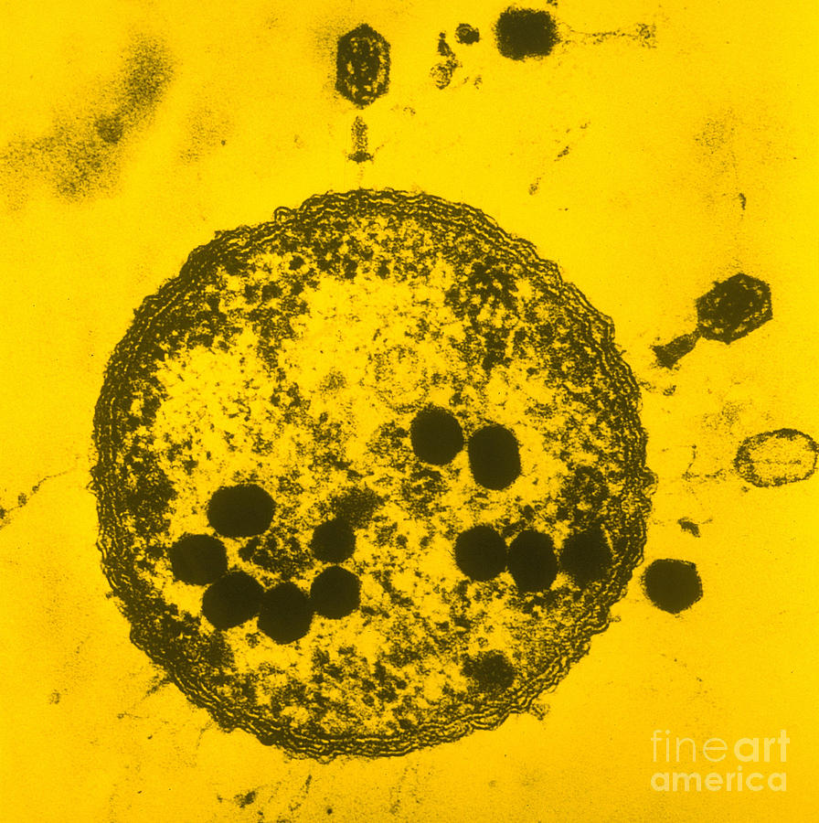Tem Of Bacteriophages Photograph by Lee D. Simon