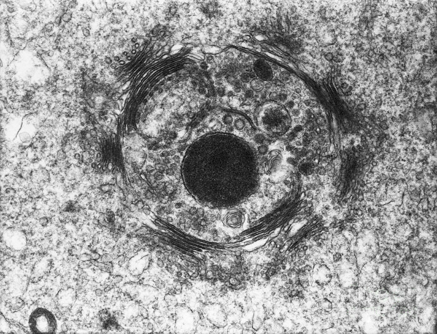 Tem Of Golgi Zone Photograph by David M. Phillips - Fine Art America