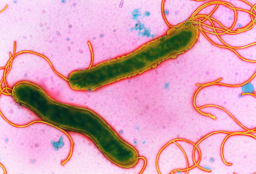 Tem Of Helicobacter Pylori Bacteria Photograph by Nibsc/science Photo ...