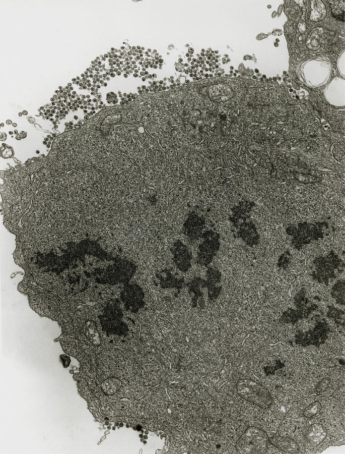 Tem Of T-cell Infected With The Hiv (aids) Virus Photograph by Nibsc/science Photo Library