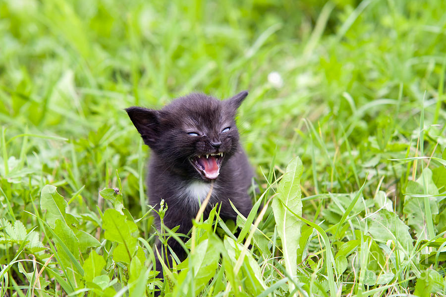 Animal Photograph - Temper - Small Kitten In The Grass by Michal Boubin
