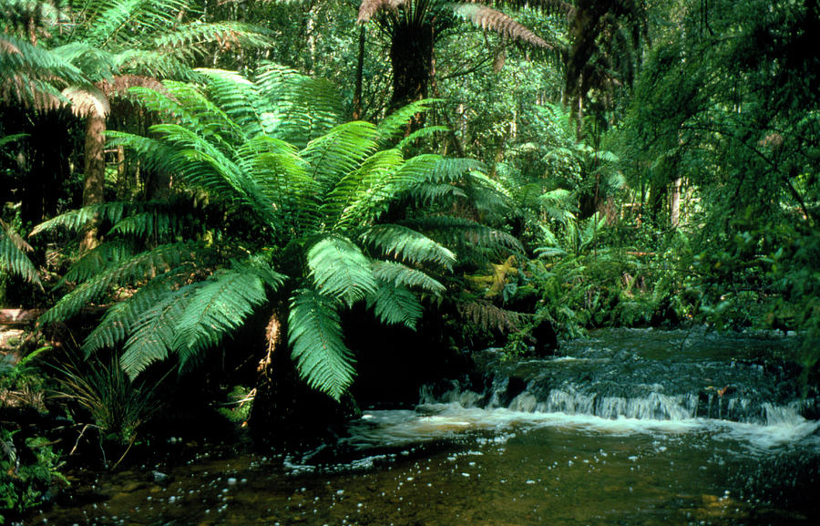 Temperate Rain Forest Vegetation Photograph By Dr Jeremy Burgess