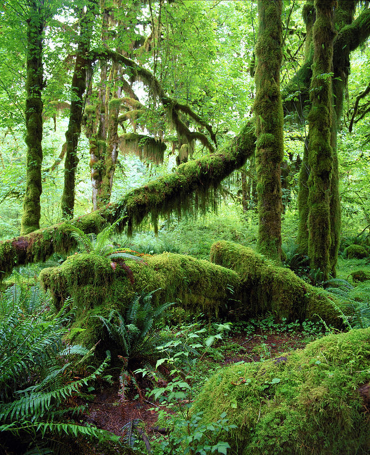 Temperate Rainforest Photograph by Andrew Brown/science Photo Library