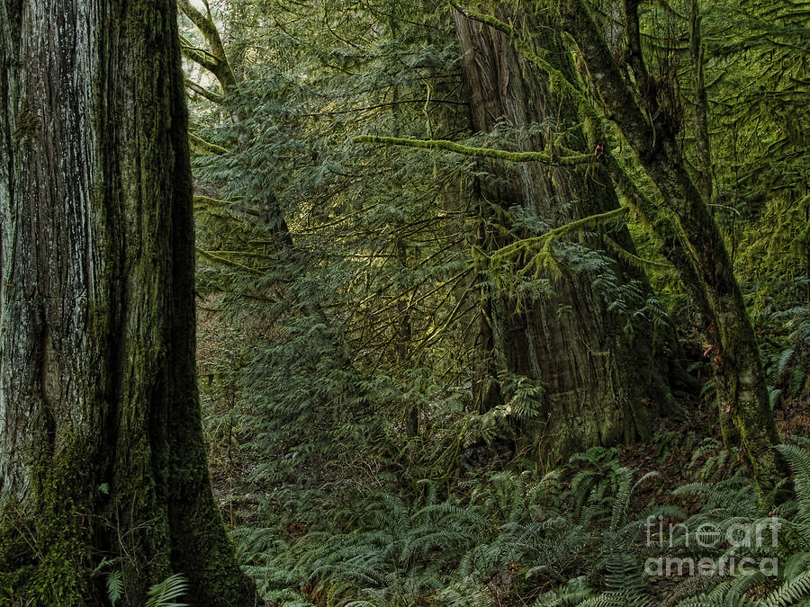 Temperate rainforest Photograph by Inge Riis McDonald