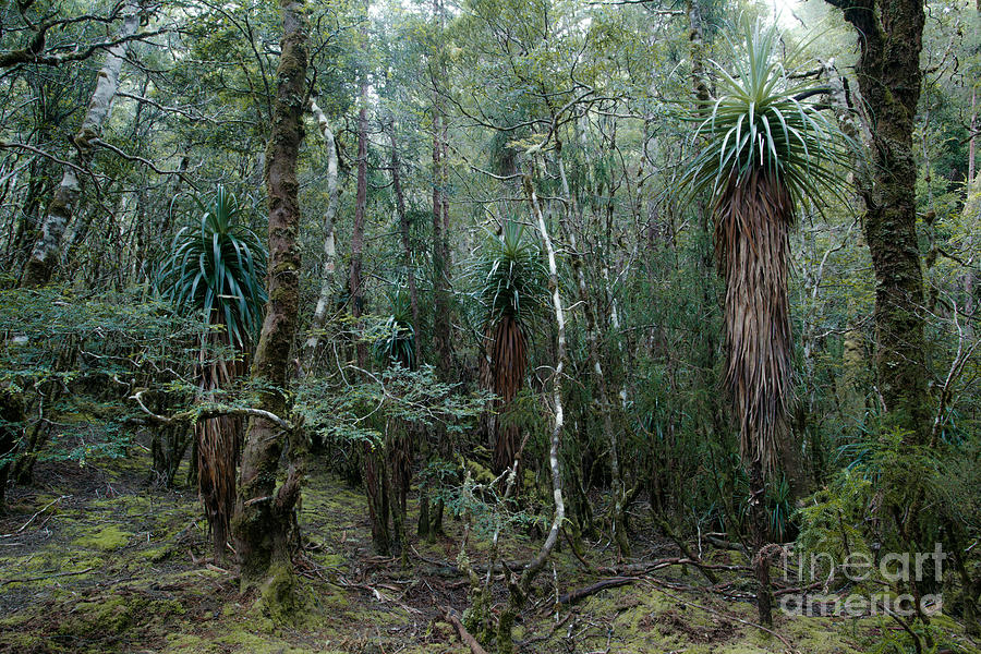 Temperate rainforest Tasmania Australia Photograph by Matteo Colombo