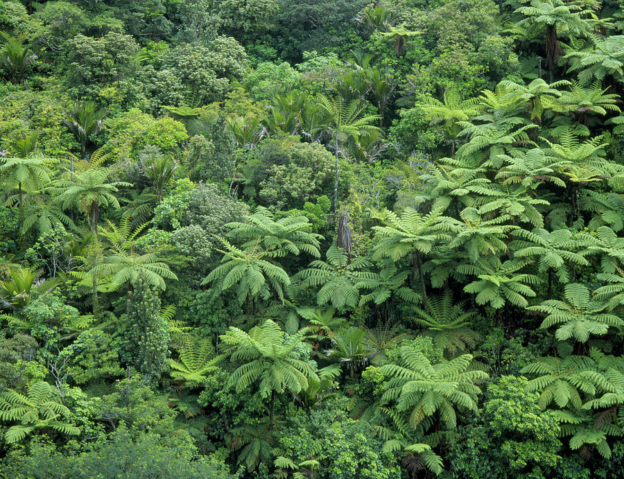 Temperate Rainforest With Tree Ferns Photograph by Simon Fraser/science Photo Library