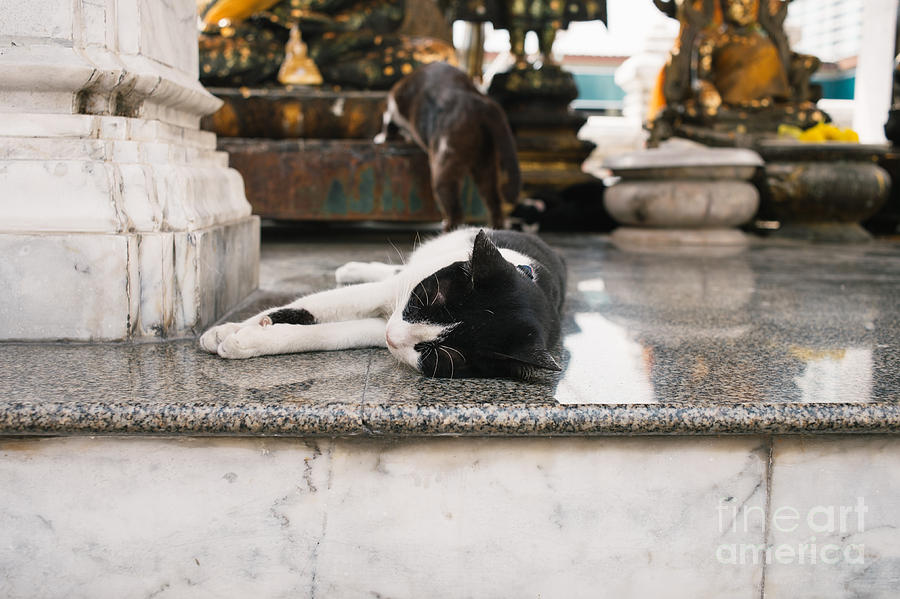 Cat Photograph - Temple Cats by Dean Harte