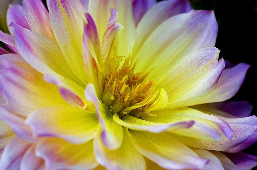 Temple Flower Macro Photograph by Nick Boren