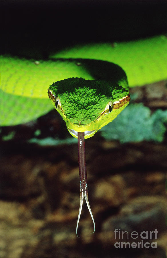 Temple Viper Photograph by Gregory G. Dimijian