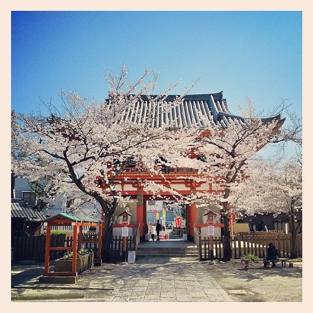 Cherryblossoms Photograph - Temple With Amazing Cherry Blossoms by For 91 Days Travel Blog