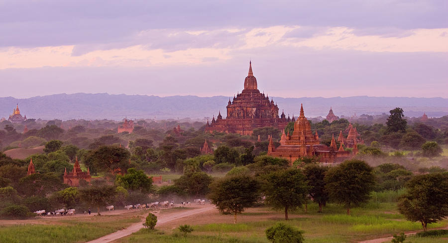 Temples And Cows In Bagan, Burma Myanmar Photograph by Nancy Brown