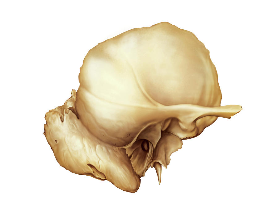 Anatomy Photograph - Temporal Bone by Asklepios Medical Atlas
