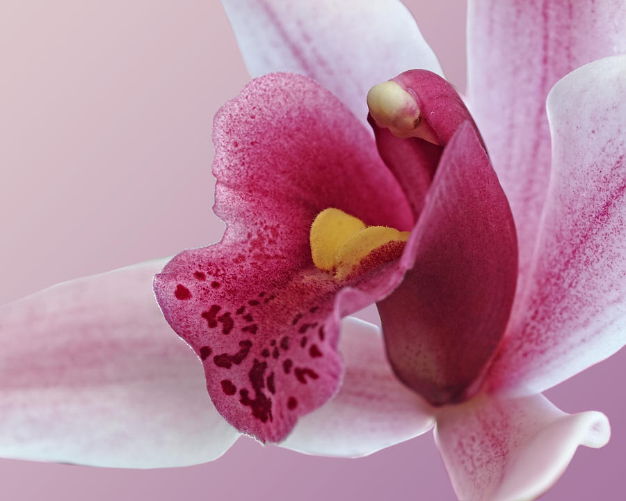 Temptation - Pink Cymbidium Orchid Photograph by Gill Billington