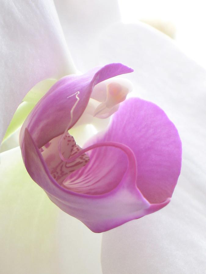 Temptress Orchid Petal Photograph by Andrea Lazar