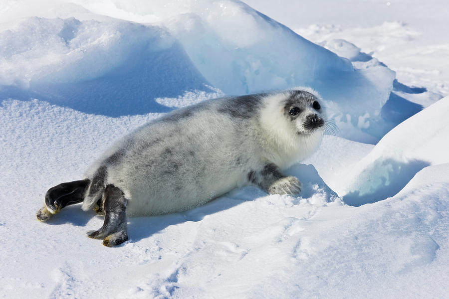 Nature Photograph - Ten-day-old Harp Seal Pup Fur Starting by Keren Su