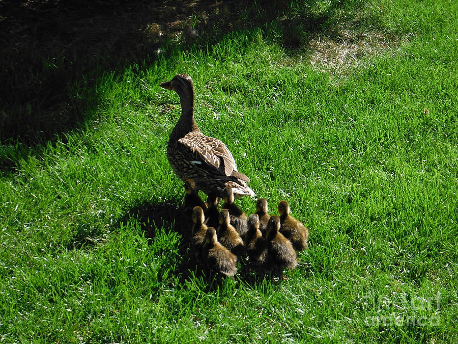 Ten Ducklings And Mother Mallard Photograph by Paddy Shaffer