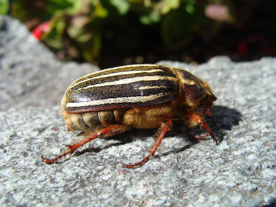 Ten-lined June Beetle profile Photograph by Cheryl Hoyle